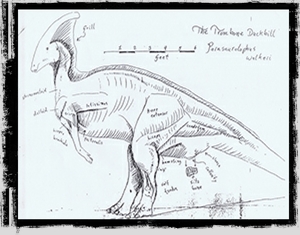 Museum-DesignSketches(Parasaurolophus10)(Large).jpg